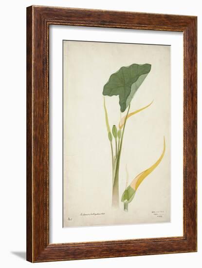 Colocasia Antiquoturn Schott, 1800-10-null-Framed Giclee Print