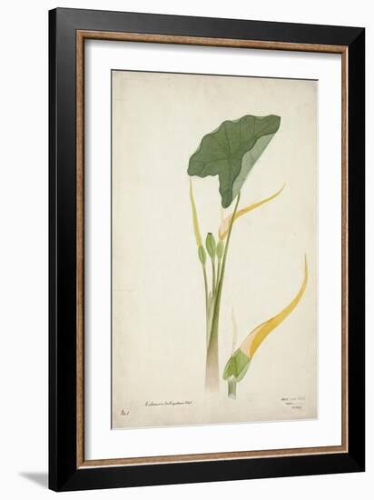 Colocasia Antiquoturn Schott, 1800-10-null-Framed Giclee Print