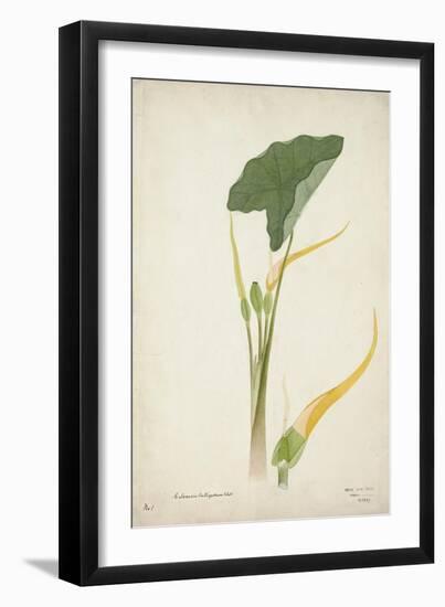 Colocasia Antiquoturn Schott, 1800-10-null-Framed Giclee Print