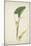 Colocasia Antiquoturn Schott, 1800-10-null-Mounted Giclee Print