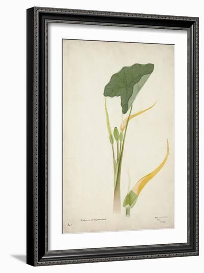 Colocasia Antiquoturn Schott, 1800-10-null-Framed Giclee Print