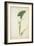 Colocasia Antiquoturn Schott, 1800-10-null-Framed Giclee Print