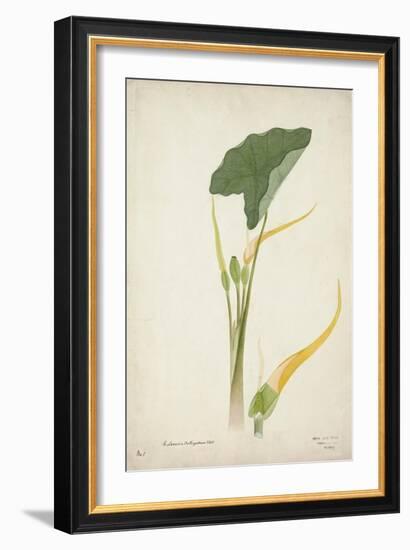 Colocasia Antiquoturn Schott, 1800-10-null-Framed Giclee Print