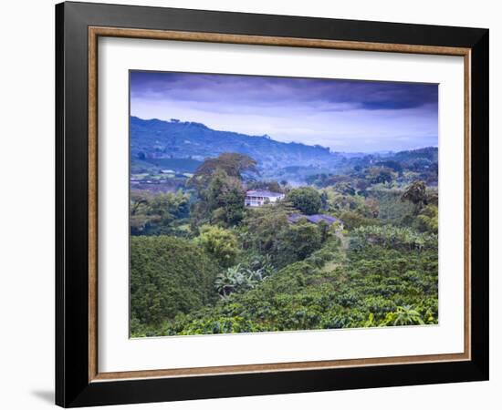 Colombia, Caldas, Manizales, Chinchina, Coffee Plantation at Hacienda De Guayabal at Dawn-Jane Sweeney-Framed Photographic Print