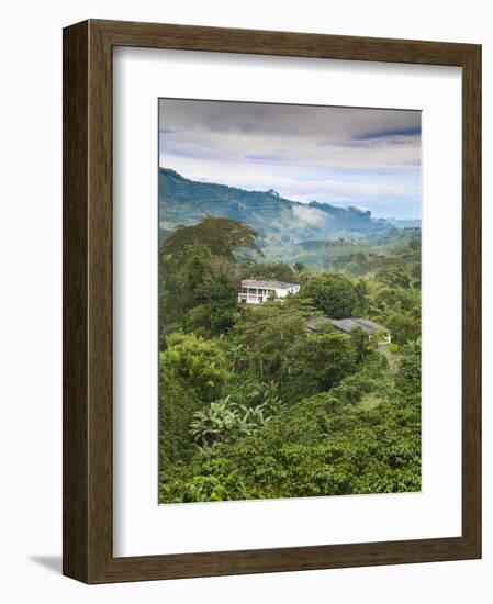 Colombia, Caldas, Manizales, Chinchina, Coffee Plantation at Hacienda De Guayabal at Dawn-Jane Sweeney-Framed Photographic Print