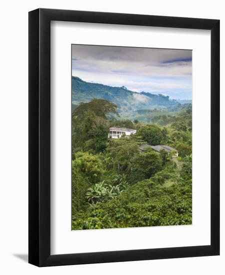 Colombia, Caldas, Manizales, Chinchina, Coffee Plantation at Hacienda De Guayabal at Dawn-Jane Sweeney-Framed Photographic Print