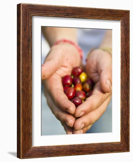 Colombia, Caldas, Manizales, Chinchina, Hacienda De Guayabal, Coffee Worker Holding Coffee Cherries-Jane Sweeney-Framed Photographic Print