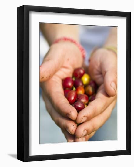 Colombia, Caldas, Manizales, Chinchina, Hacienda De Guayabal, Coffee Worker Holding Coffee Cherries-Jane Sweeney-Framed Photographic Print