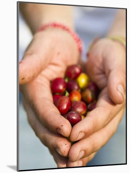 Colombia, Caldas, Manizales, Chinchina, Hacienda De Guayabal, Coffee Worker Holding Coffee Cherries-Jane Sweeney-Mounted Photographic Print