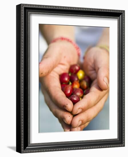 Colombia, Caldas, Manizales, Chinchina, Hacienda De Guayabal, Coffee Worker Holding Coffee Cherries-Jane Sweeney-Framed Photographic Print