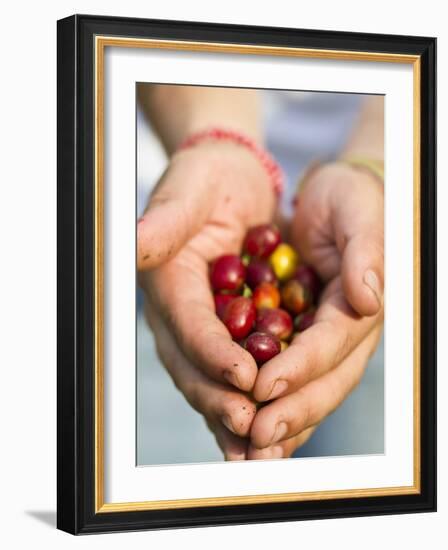 Colombia, Caldas, Manizales, Chinchina, Hacienda De Guayabal, Coffee Worker Holding Coffee Cherries-Jane Sweeney-Framed Photographic Print