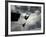 Colombia's Juan Guillermo Uran and Victor Ortega Dive to Win Gold in Men's Springboard Diving Event-null-Framed Photographic Print