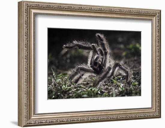 Colombian Pink-Toed Tarantula (Avicularia Metallica) in Defensive Posture-Nick Garbutt-Framed Photographic Print