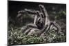 Colombian Pink-Toed Tarantula (Avicularia Metallica) in Defensive Posture-Nick Garbutt-Mounted Photographic Print