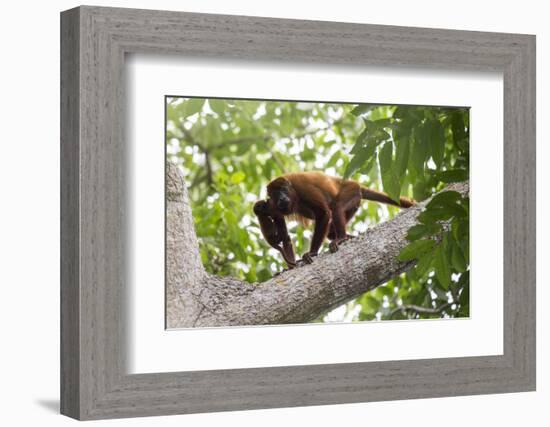 Colombian red howler monkey with baby in tree, Colombia-Suzi Eszterhas-Framed Photographic Print