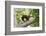 Colombian red howler monkey with baby in tree, Colombia-Suzi Eszterhas-Framed Photographic Print