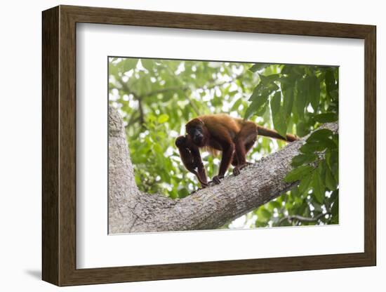 Colombian red howler monkey with baby in tree, Colombia-Suzi Eszterhas-Framed Photographic Print