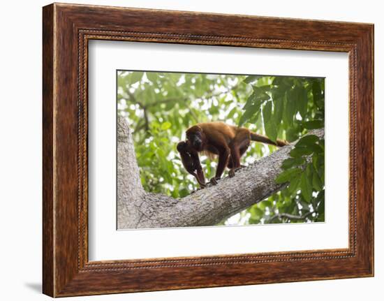 Colombian red howler monkey with baby in tree, Colombia-Suzi Eszterhas-Framed Photographic Print