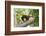 Colombian red howler monkey with baby in tree, Colombia-Suzi Eszterhas-Framed Photographic Print