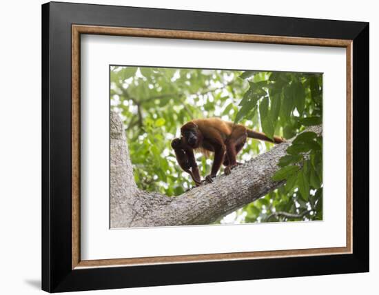 Colombian red howler monkey with baby in tree, Colombia-Suzi Eszterhas-Framed Photographic Print