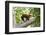 Colombian red howler monkey with baby in tree, Colombia-Suzi Eszterhas-Framed Photographic Print