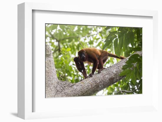 Colombian red howler monkey with baby in tree, Colombia-Suzi Eszterhas-Framed Photographic Print