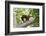 Colombian red howler monkey with baby in tree, Colombia-Suzi Eszterhas-Framed Photographic Print