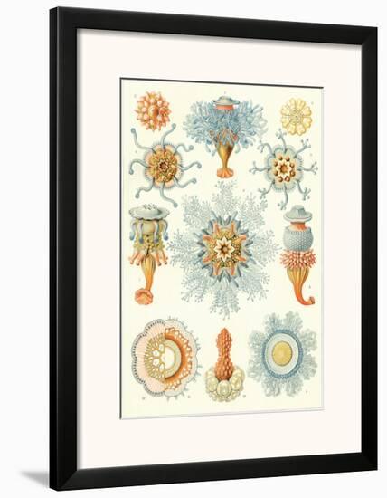 Colonial Jellyfish, Tablet 93, c.1899-1904-Ernst Haeckel-Framed Art Print