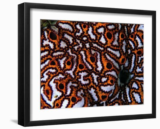 Colonial Sea Squirt-Andrea Ferrari-Framed Photographic Print