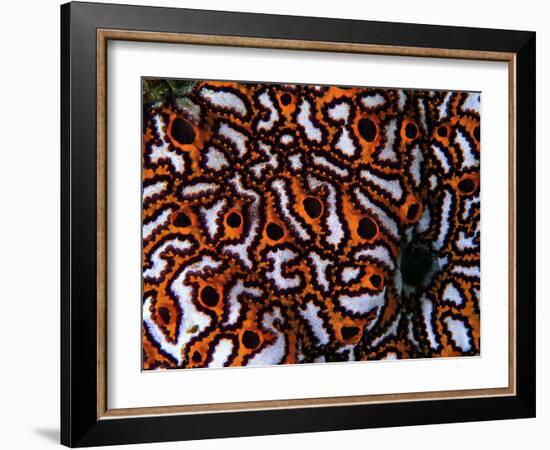 Colonial Sea Squirt-Andrea Ferrari-Framed Photographic Print