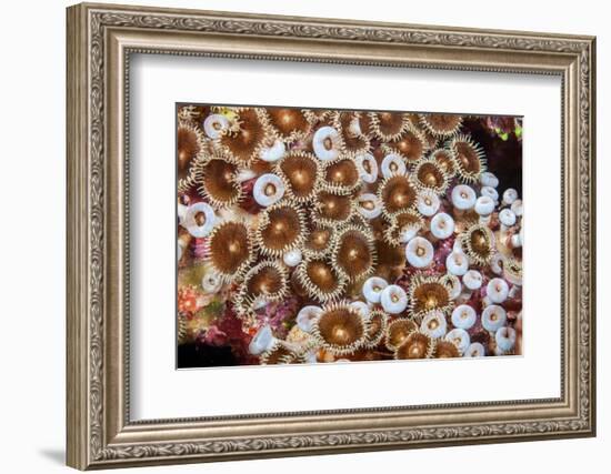 Colonial zoanthids colony on a coral reef, Fiji, Pacific Ocean-David Fleetham-Framed Photographic Print