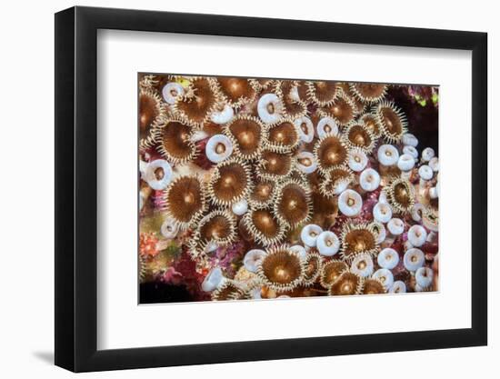 Colonial zoanthids colony on a coral reef, Fiji, Pacific Ocean-David Fleetham-Framed Photographic Print