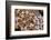 Colonial zoanthids colony on a coral reef, Fiji, Pacific Ocean-David Fleetham-Framed Photographic Print