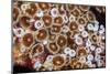 Colonial zoanthids colony on a coral reef, Fiji, Pacific Ocean-David Fleetham-Mounted Photographic Print