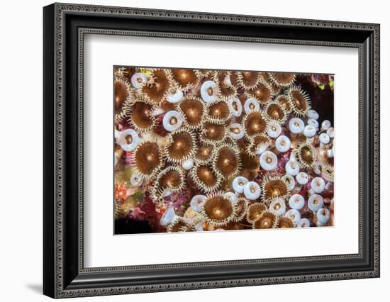 Colonial zoanthids colony on a coral reef, Fiji, Pacific Ocean-David Fleetham-Framed Photographic Print