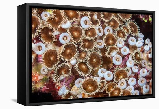 Colonial zoanthids colony on a coral reef, Fiji, Pacific Ocean-David Fleetham-Framed Premier Image Canvas