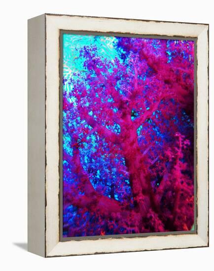 Colonies of Halcyons Kingfishers-Andrea Ferrari-Framed Premier Image Canvas