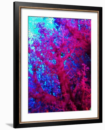 Colonies of Halcyons Kingfishers-Andrea Ferrari-Framed Photographic Print