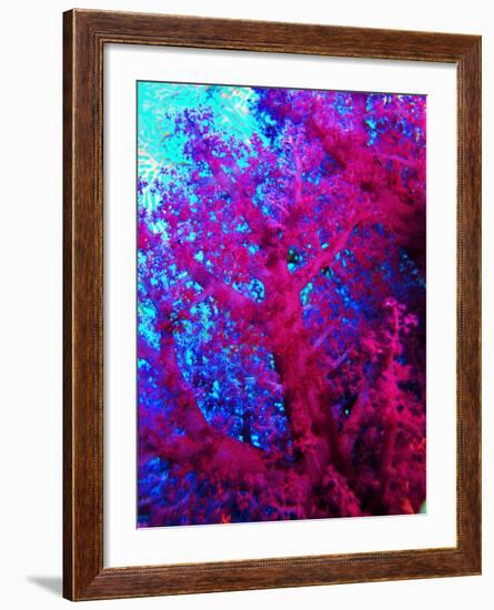 Colonies of Halcyons Kingfishers-Andrea Ferrari-Framed Photographic Print