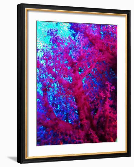 Colonies of Halcyons Kingfishers-Andrea Ferrari-Framed Photographic Print