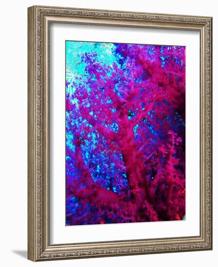 Colonies of Halcyons Kingfishers-Andrea Ferrari-Framed Photographic Print