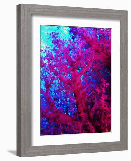 Colonies of Halcyons Kingfishers-Andrea Ferrari-Framed Photographic Print