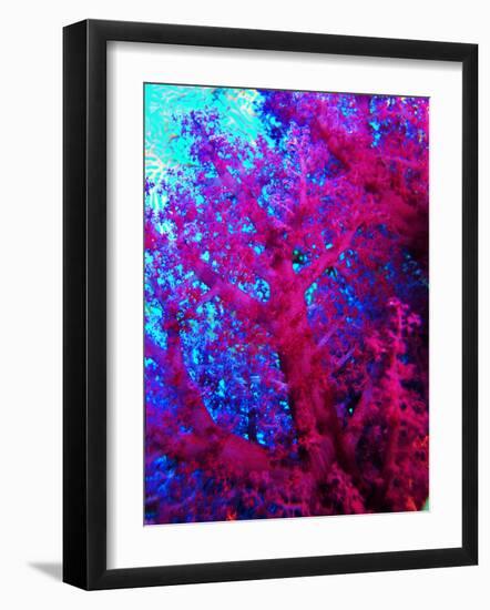 Colonies of Halcyons Kingfishers-Andrea Ferrari-Framed Photographic Print