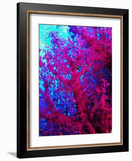 Colonies of Halcyons Kingfishers-Andrea Ferrari-Framed Photographic Print