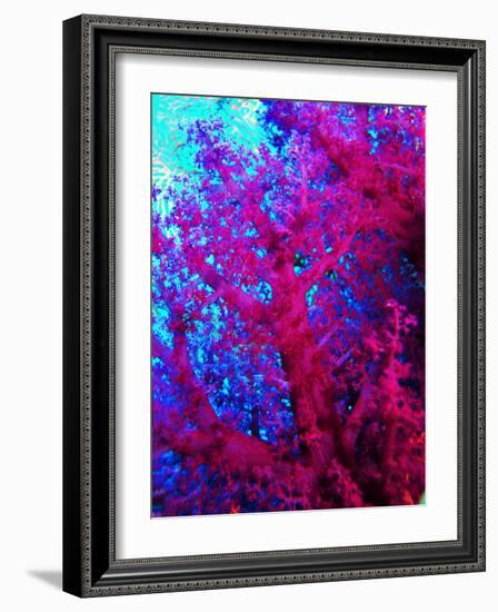 Colonies of Halcyons Kingfishers-Andrea Ferrari-Framed Photographic Print