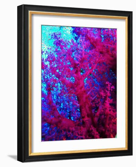 Colonies of Halcyons Kingfishers-Andrea Ferrari-Framed Photographic Print