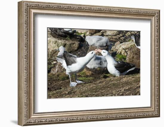 Colony of black-browed albatross mother feeding a chick (Thalassarche melanophris), Saunders Island-Michael Runkel-Framed Photographic Print