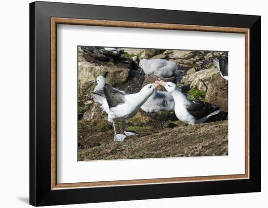 Colony of black-browed albatross mother feeding a chick (Thalassarche melanophris), Saunders Island-Michael Runkel-Framed Photographic Print