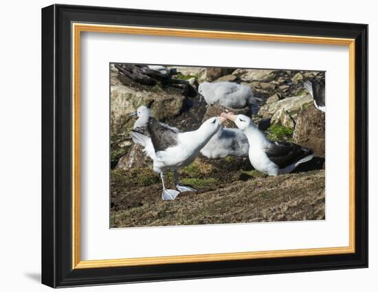 Colony of black-browed albatross mother feeding a chick (Thalassarche melanophris), Saunders Island-Michael Runkel-Framed Photographic Print