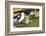 Colony of black-browed albatross (Thalassarche melanophris), Saunders Island, Falklands, South Amer-Michael Runkel-Framed Photographic Print